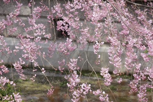 2000-12.4.13北側紅枝垂れ　地面にすれすれに下がる花枝.jpg